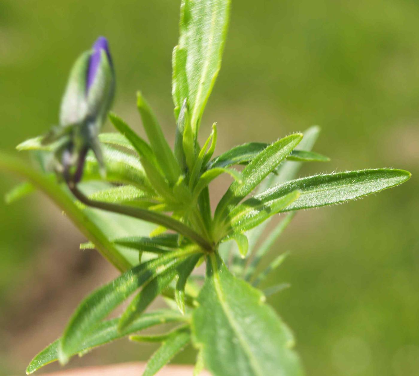 Pansy, Wild, Heartease leaf